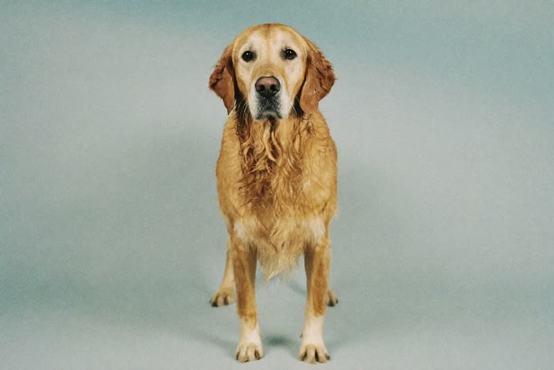 A damp golden retriever standing calmly after a bath