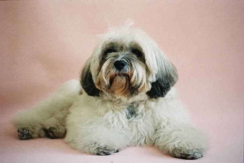 An elderly shih tzu lying calmly after a trim