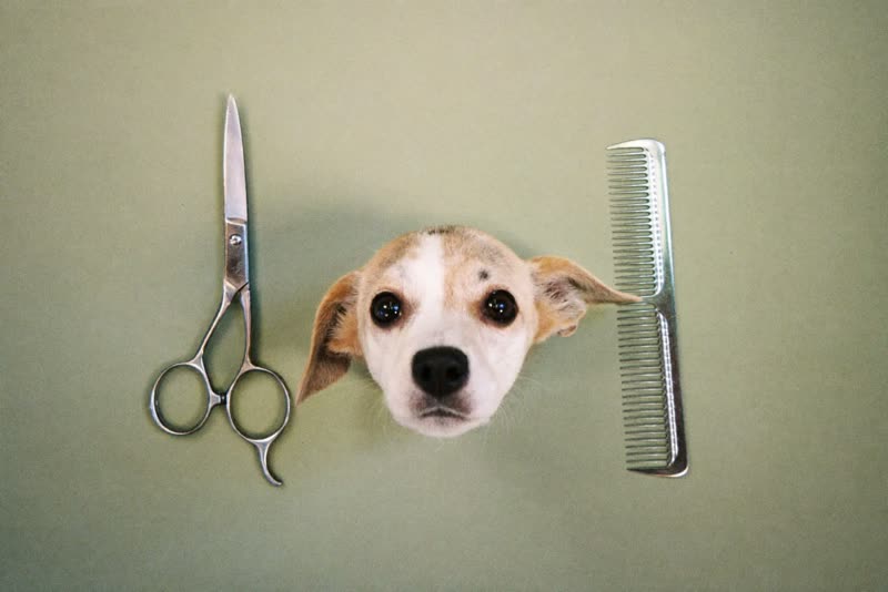 Grooming scissors and a metal comb laid out on a pale surface