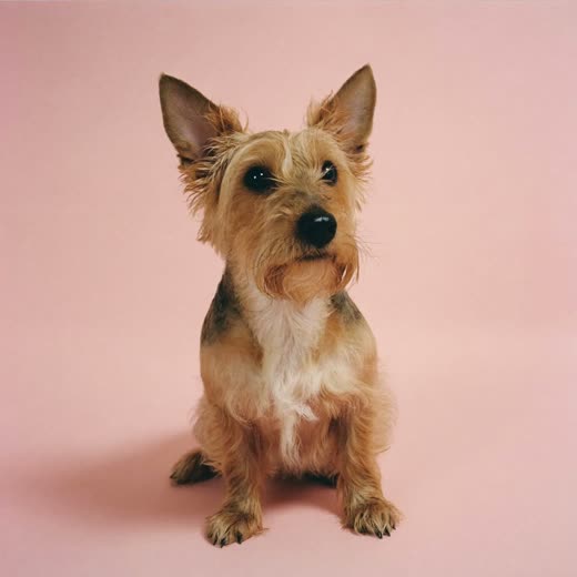 A freshly bathed small terrier sitting against a soft pink background