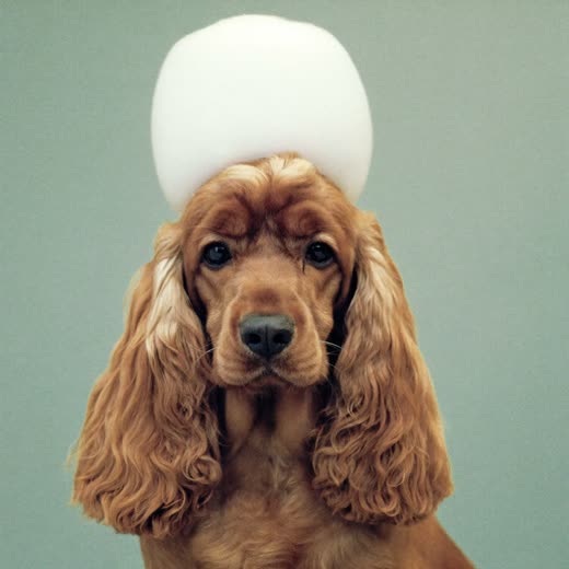 A cocker spaniel with neatly trimmed long ears against a soft mint background