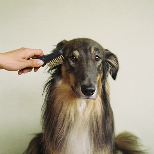A hand brushing out the coat of a long-haired dog