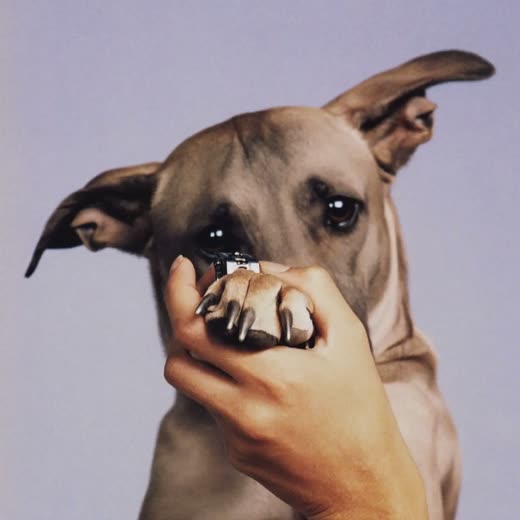 A dog's paw held gently while its nails are clipped
