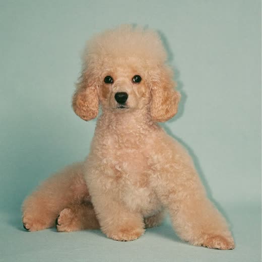 A freshly clipped poodle puppy sitting against a soft blue background